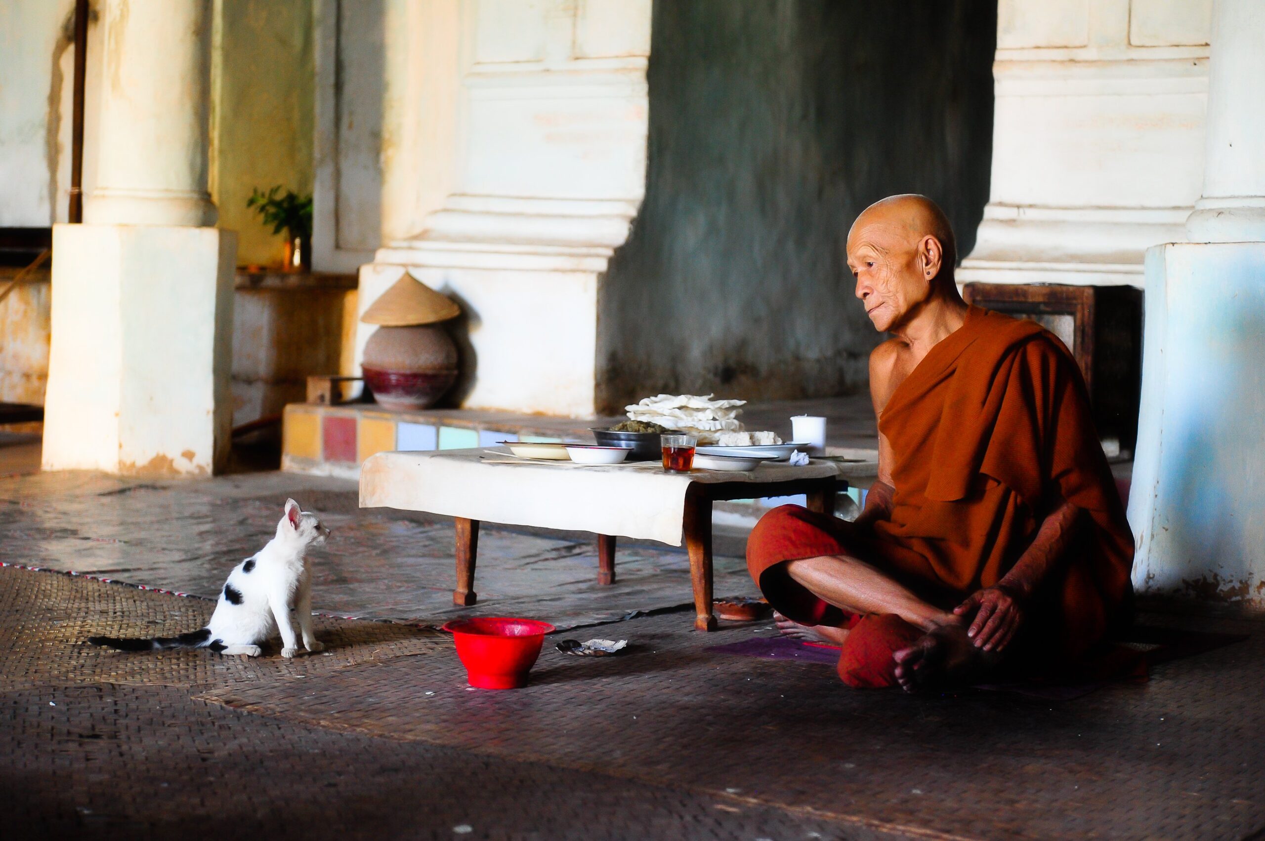 cat monk good table poverty Thailand theravada Hinayana buddhism